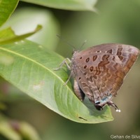 Arhopala amantes Hewitson, 1862